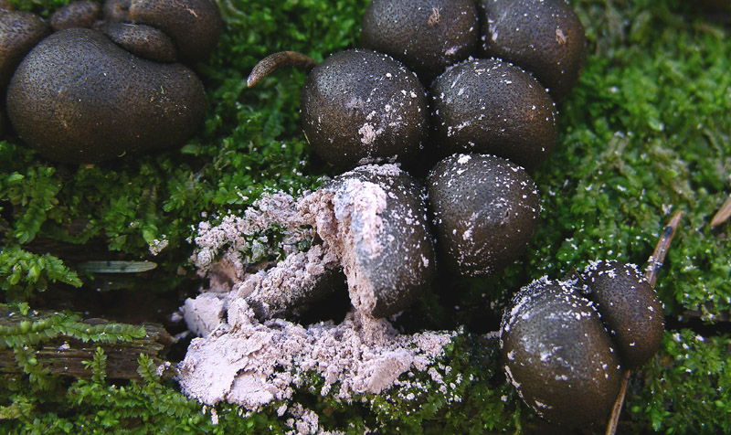 Ritrovamenti odierni.